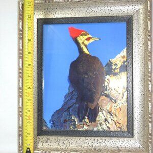 Vintage Ivory Billed Woodpecker Framed Print Picture